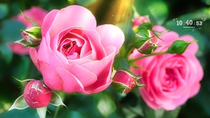 粉色玫瑰花