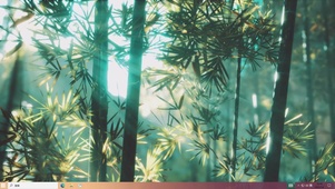 阳光下的竹林——【主题桌面】