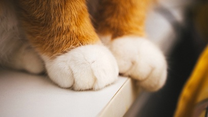 4K治愈超萌猫猫踩奶萌化了！