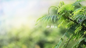 雨天唯美绿叶