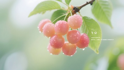 小清新樱桃