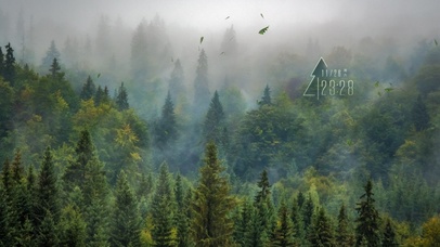 4k森林风景桌面