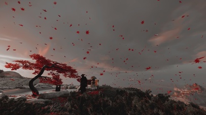 对马岛温泉枫叶树