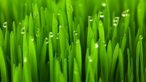 雨中露珠