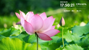 护眼夏日荷花