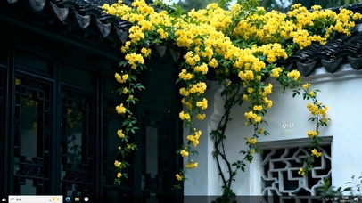 迎春花开