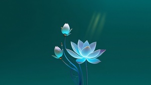 清新治愈莲花