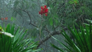 热带森林的大雨