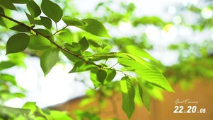  4K唯美夏日阳光树叶-有时间