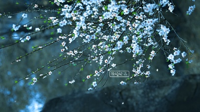 治愈蔷薇花盛开