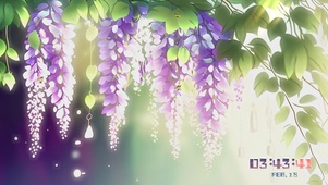 紫藤花开