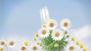 向阳花开