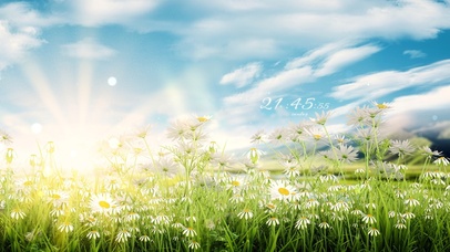 4k 春天温馨阳光下的雏菊