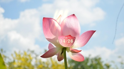 4k高清治愈唯美荷花