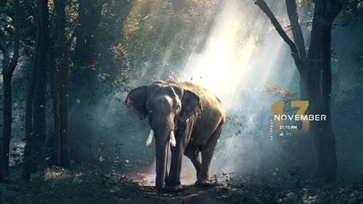 唯美森林里的大象