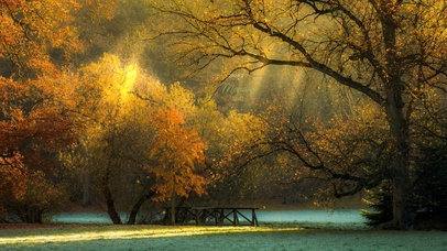 唯美黄金森林秋叶飘落