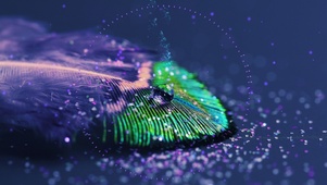 羽毛