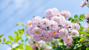 4K 唯美春天娇艳鲜花盛开