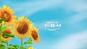 夏日向日葵