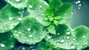 4K微距水氧薄荷