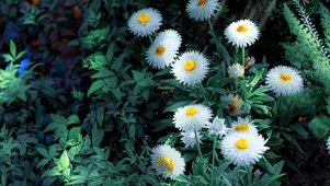 4K治愈清新护眼白色菊花
