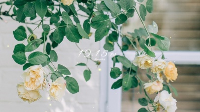 清新淡雅黄玫瑰