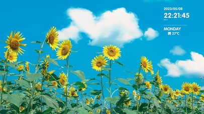 4k阳光向日葵风景桌面