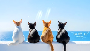 看海的猫咪