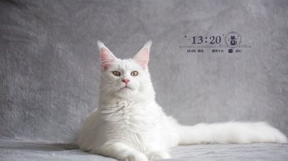 4k高清萌猫咪系列