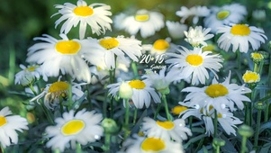 4k 治愈盛夏清新雏菊