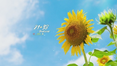 4K 蓝天下的向日葵花朵