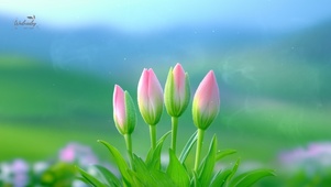 治愈郁金香
