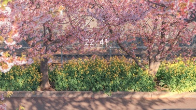 4K唯美樱花小路