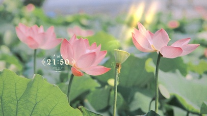 4k高清唯美荷花系列