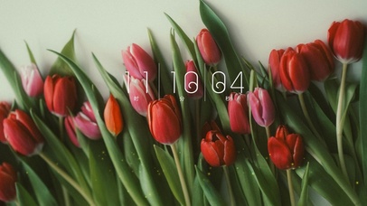 4k高级郁金香桌面