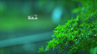 治愈护眼雨季绿叶