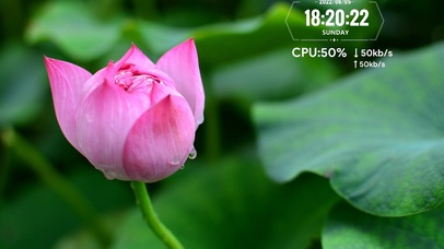 雨中护眼荷花