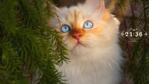 可爱波斯猫