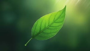 清新护眼简约