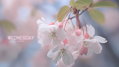 唯美护眼清新樱花