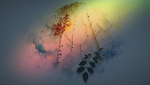 雾光里的桦木彩叶诗