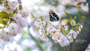 4K春暖花开