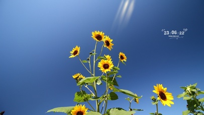 向阳而生向日葵