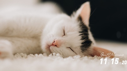 超清 熟睡小猫咪