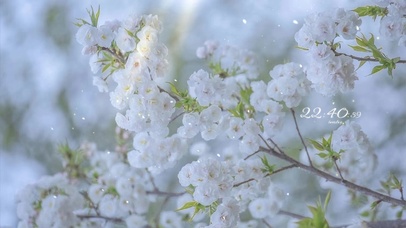 治愈唯美春分花落