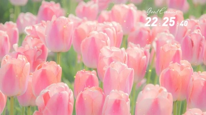 粉色郁金香系列2