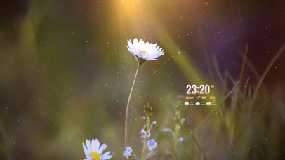 唯美治愈阳光小雏菊