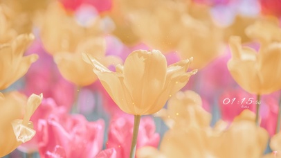 4K 奶油系唯美花朵