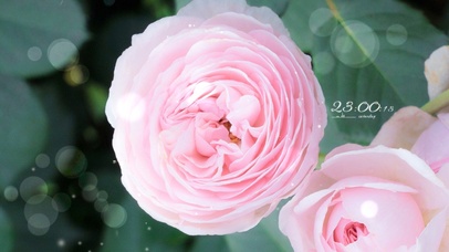 4K唯美治愈清新玫瑰花