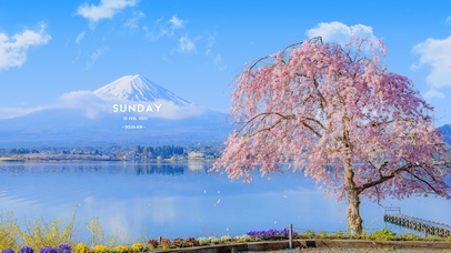 4K唯美治愈富士山樱花